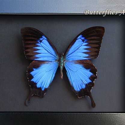 Metallic Blue Swallowtail Papilio Ulysses Butterfly Framed Entomology Shadowbox