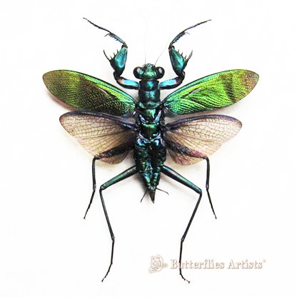 •Metallyticus Splendidus Female Metallic Praying Mantis Framed Entomology Shadowbox Display
