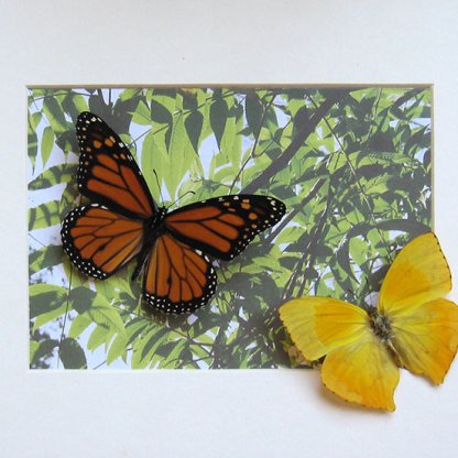 Monarch Danaus Phoenicia Summer Gift Real Butterflies Set Collectible Shadowbox