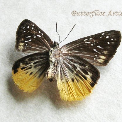 Mooreana Trichoneura Yellow Flat Real Butterfly Framed Entomology Shadowbox