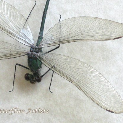 Broad-winged Damselfly Archineura Hetaerinoides Real Dragonfly Entomology Shadowbox
