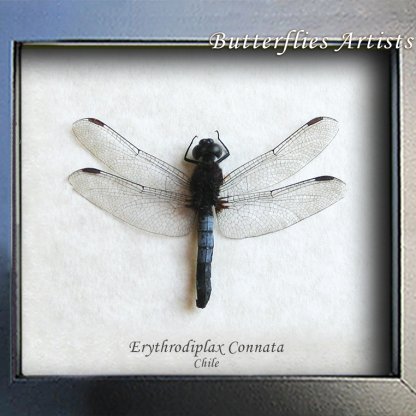 Neotropical Dragonlet Erythrodiplax Connata Dragonfly Framed Entomology Shadowbox