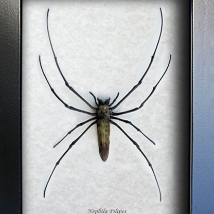 Nephila Pilipes Golden Orb Weaver Real Spider Framed Entomology Shadowbox