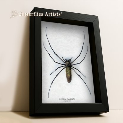 • Nephila Maculata Giant Golden Orb-Weaver Spider Framed Entomology Shadowbox Display