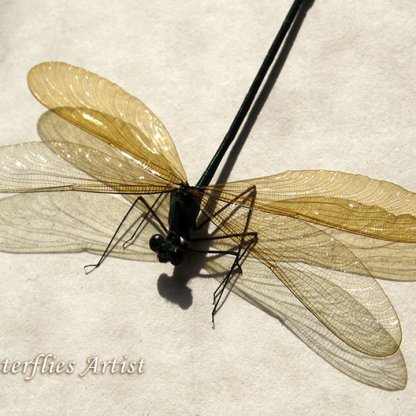 Neurobasis Chinensis Female Stream Glory Dragonfly Framed Entomology Shadowbox