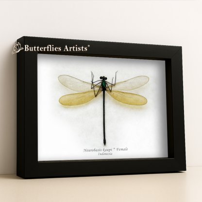 •Neurobasis Kaupi Female Great Blue Metalwing Damselfly Framed Entomology Shadowbox Display