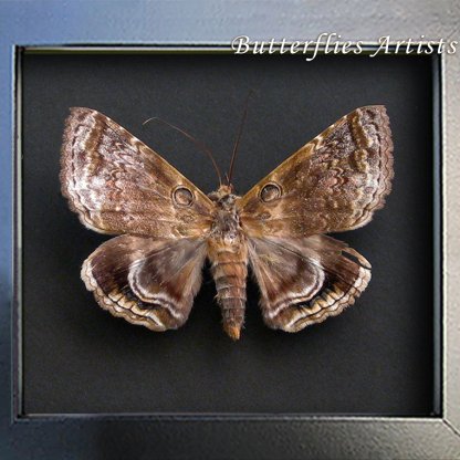 Noctuidae Owlet Moth Rare Noctuid Owl Moth Framed Entomology Shadowbox