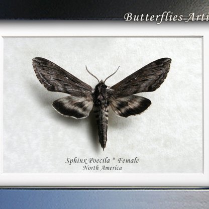 Northern Apple Sphinx Poecila Female Real Moth Framed Entomology Shadowbox