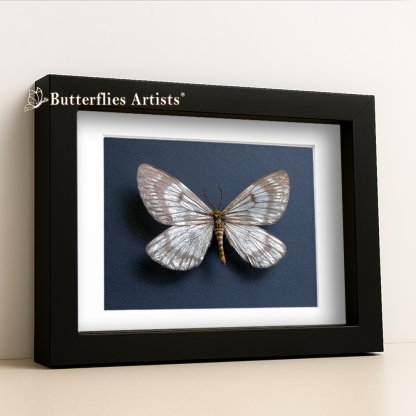 • Nossa Moorei Oriental Swallowtail Moth Framed Entomology Shadowbox Display