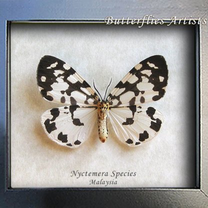 Nyctemera Species Real Marbled White Moth Framed Entomology Shadowbox