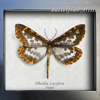 Obeidia Lucifera Geometridae Rare Real Moth Framed Entomology Shadowbox
