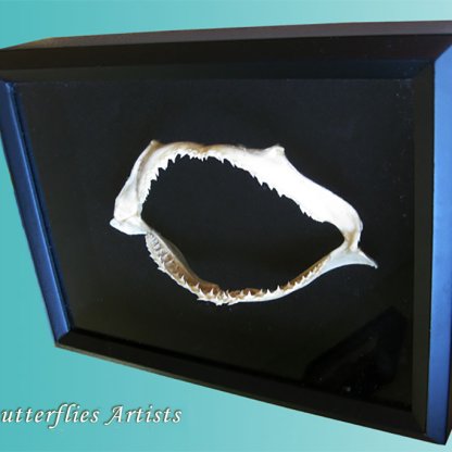 Ocean Surf Real Shark Jaw Taxidermy Framed Museum Quality Double Glass Display