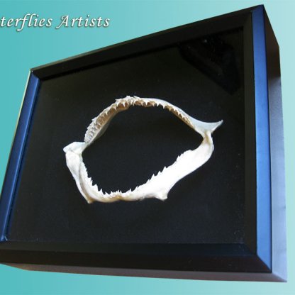 • Sand Shark Jaw (Carcharias Taurus) Real Framed Taxidermy Shadowbox Display