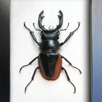 Odontolabis Cuvera Real Stag Beetle Framed Entomology Collectible Shadowbox