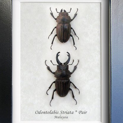 Odontolabis Striata Pair RARE Real Fighting Stag Beetles Framed Entomology Shadowbox