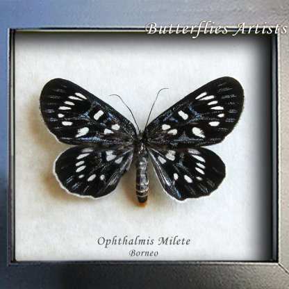 Ophthalmis Milete Мetallic Тouches Dayflying Moth Framed Entomology Shadowbox