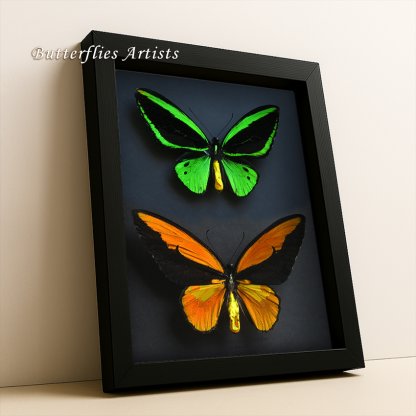 Ornithoptera Croesus Lydius Priamus Poseidon Golden Emerald Birdwing Butterflies Entomology