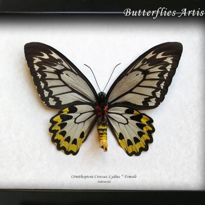 Ornithoptera Croesus Lydius XL Female Real Birdwing Butterfly Framed Shadowbox