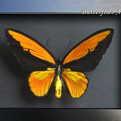 Ornithoptera Croesus Lydius XXL Birdwing Butterfly Framed Entomology Shadowbox