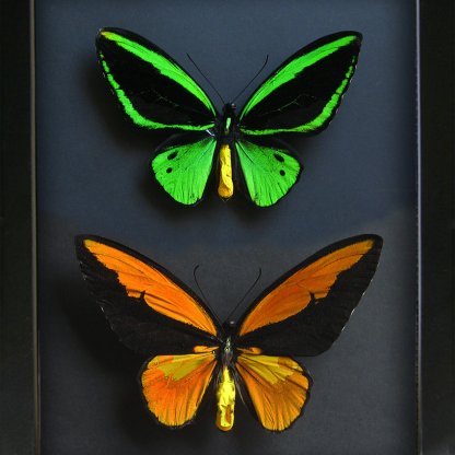 Ornithoptera Croesus Priamus Real Golden Emerald Birdwing Butterflies Entomology