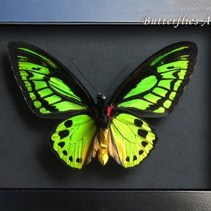 Ornithoptera Priamus Poseidon XL Birdwing Butterfly Framed Entomology Shadowbox