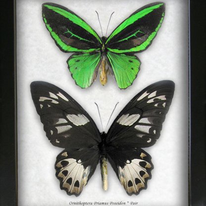 Ornithoptera Priamus Poseidon Pair Emerald Birdwing Butterflies Framed Shadowbox
