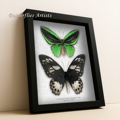 Ornithoptera Priamus Poseidon Pair Emerald Birdwing Butterflies Framed Shadowbox