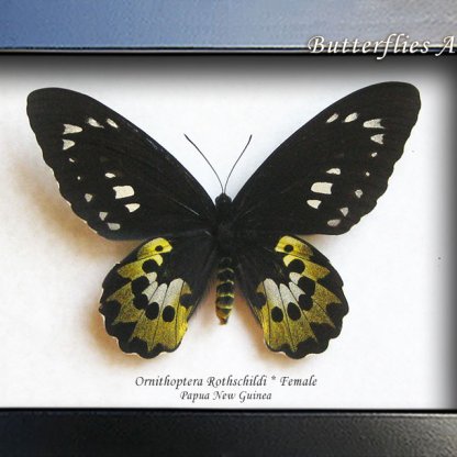 Ornithoptera Rothschildi Female Golden Birdwing Butterfly Framed Entomology Shadowbox