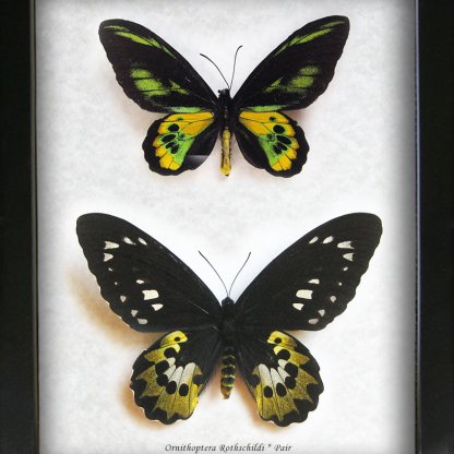 Ornithoptera Rothschildi Pair Golden Birdwing Butterfly Framed Entomology Shadowbox