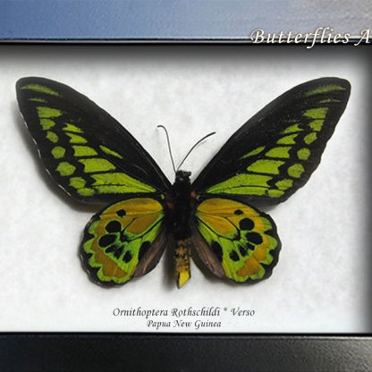 Ornithoptera Rothschildi Verso Golden Birdwing Butterfly Framed Entomology Collectible Shadowbox