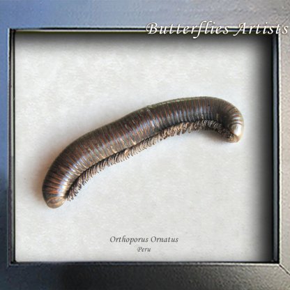Orthoporus Ornatus Real Millipede Framed Entomology Collectible Shadowbox