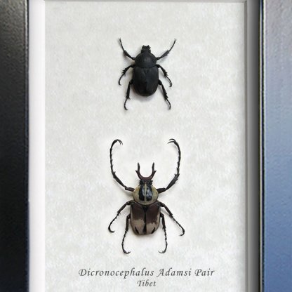 Dicronocephalus Adamsi PAIR Real Amazing Reindeer Beetles Entomology Shadowbox