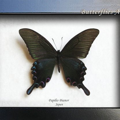Papilio Bianor Black Peacock Emerald Butterfly Framed Entomology Shadowbox