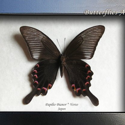 Papilio Bianor XL Purple Peacock Swallowtail Butterfly Framed Entomology Shadowbox