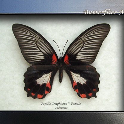 Papilio Deiphobus Female Rare White Form Butterfly Framed Entomology Shadowbox