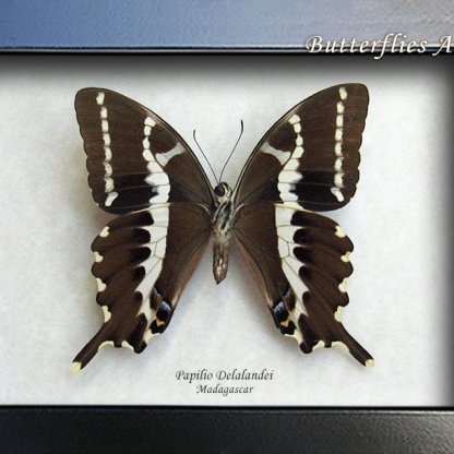 Papilio Delalandei Green Spots Real African Butterfly Framed Entomology Shadowbox