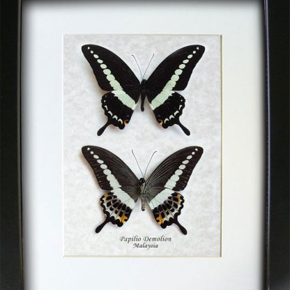 Papilio Demolion Banded Swallowtail Butterflies Set Entomology Collectible Shadowbox