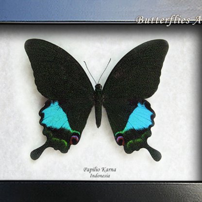 Papilio Karna Jungle Jade Real Butterfly Framed Framed Entomology Collectible Shadowbox