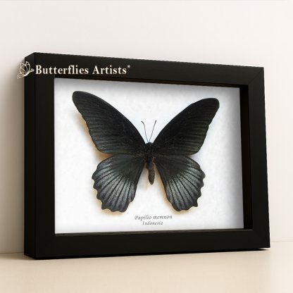 •Papilio Memnon Great Mormon Swallowtail Butterfly Framed Entomology Shadowbox Display