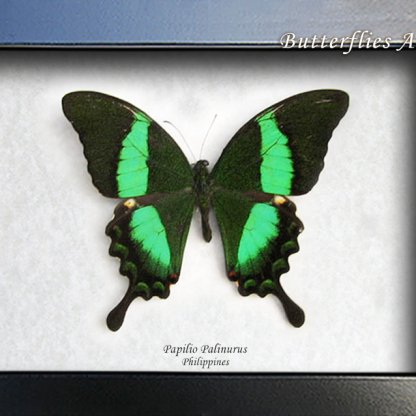 Papilio Palinurus Emerald Peacock Real Butterfly Framed Entomology Shadowbox