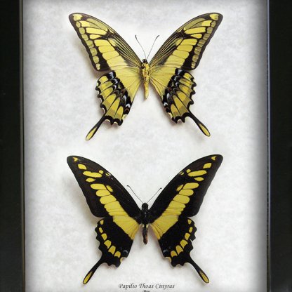 King Swallowtail Papilio Thoas Real Butterflies Set Entomology Collectible Shadowbox