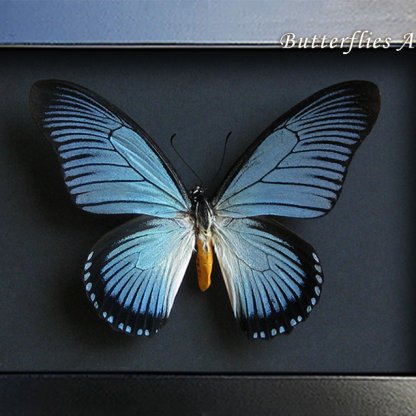 Papilio Zalmoxis Real Giant Blue African Butterfly Framed Entomology Shadowbox