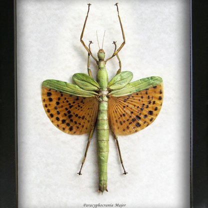 Paracyphocrania Major Giant Winged Walking Stick Framed Entomology Collectible Shadowbox