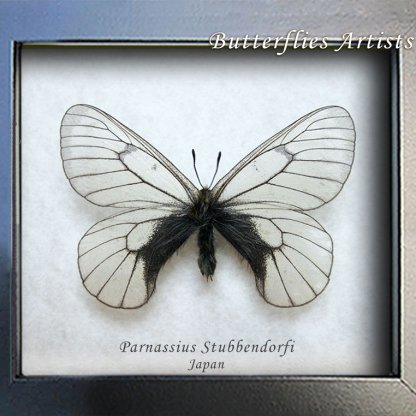 Parnassius stubbendorffii Snow Apollo Real Butterfly Framed Entomology Shadowbox