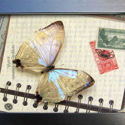 Pearl Blue Morpho Sulkowskyi Travel Memories Real Butterfly Framed Shadowbox