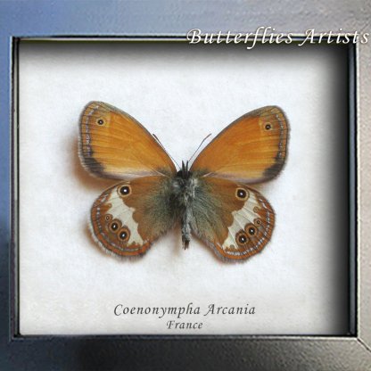 Pearly Heath Coenonympha Arcania Real Butterfly Framed Taxidermy Shadowbox