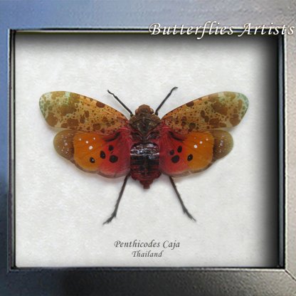 Penthicodes Caja Rare Sunburst Lanternfly Entomology Museum Quality Shadowbox