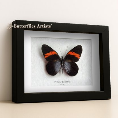 Pereute Callinira Powdery Blue Sheen Real Butterfly Framed Entomology Shadowbox