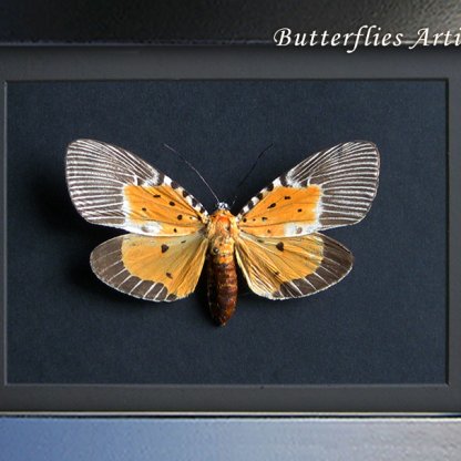 Peridrome Orbicularis Female Rare Snouted Tiger Moth Framed Entomology Shadowbox