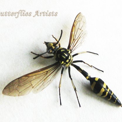 Phimenes Flavopictus Wasp Potter Framed Entomology Collectible Shadowbox